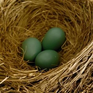 Meet your Posher, Dora